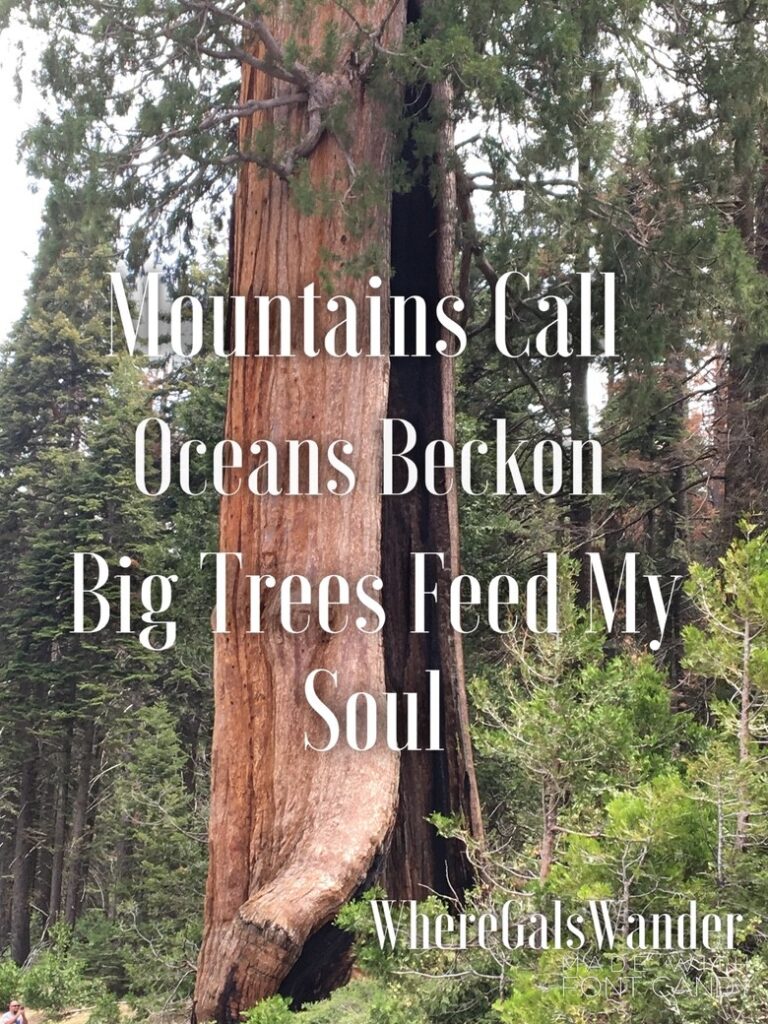 Big Trees Feed My Soul-Zanne