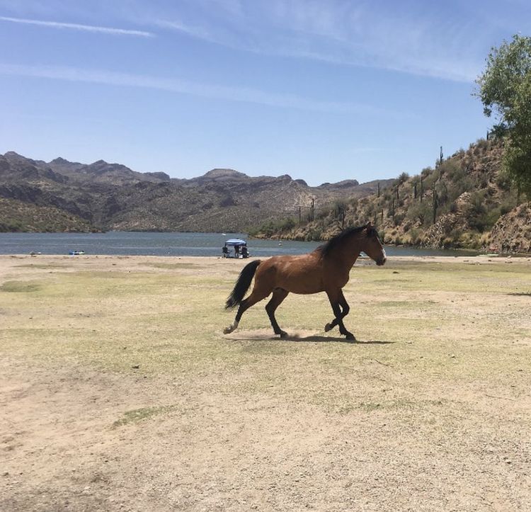 Wild Horses of Tonto National Forest