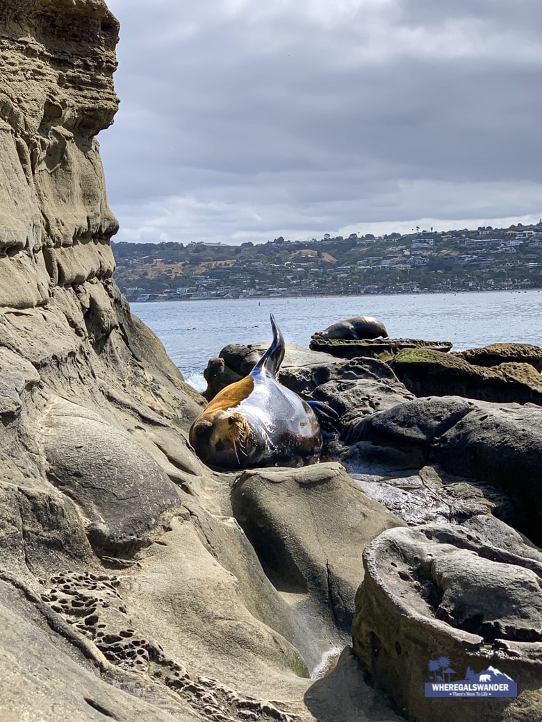 Group of Sea Lions on the rocks at La Jolla Cove, San Diego, California,  USA