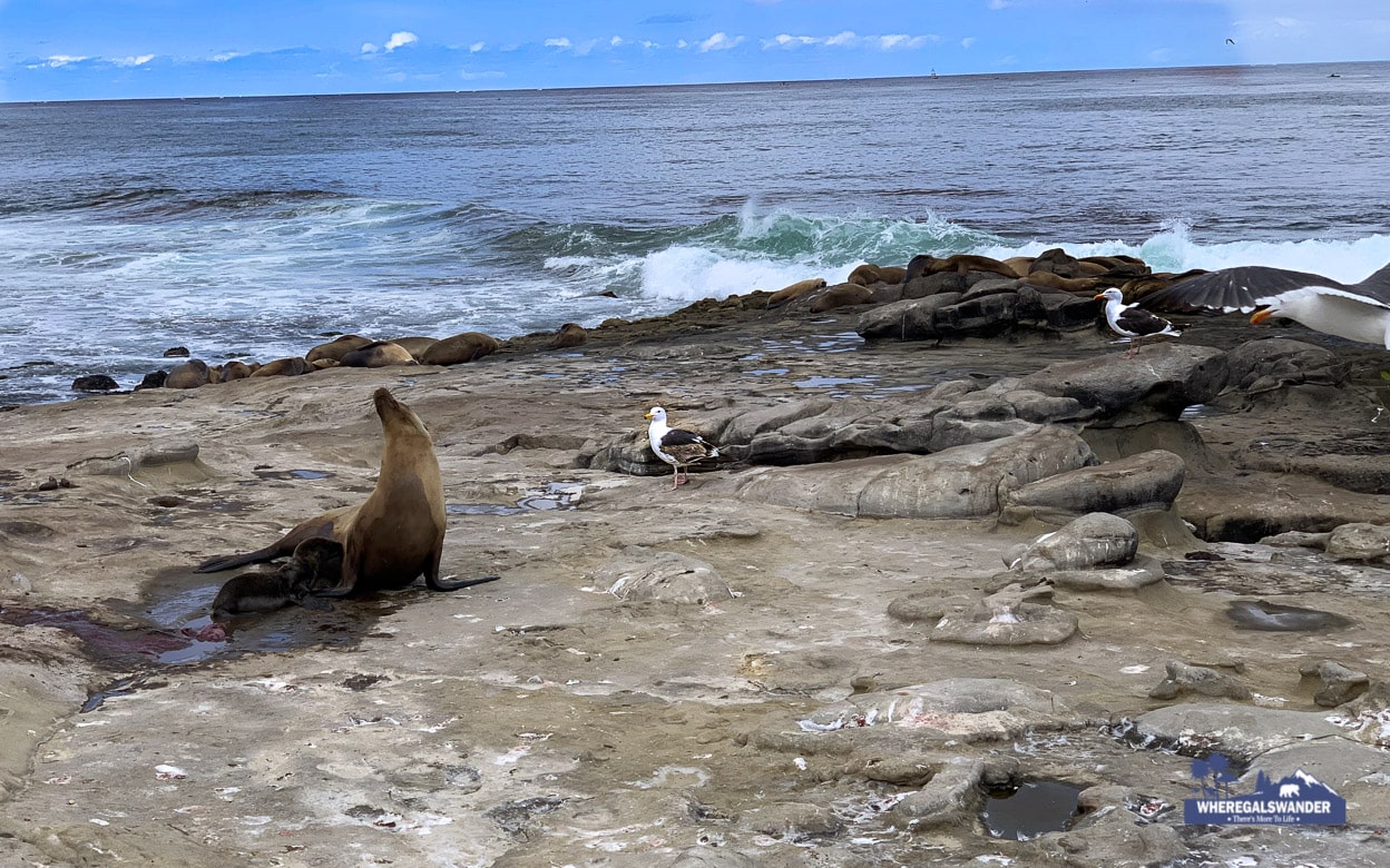 Sea Lions and Seals at La Jolla beach in San Diego, California 2018 