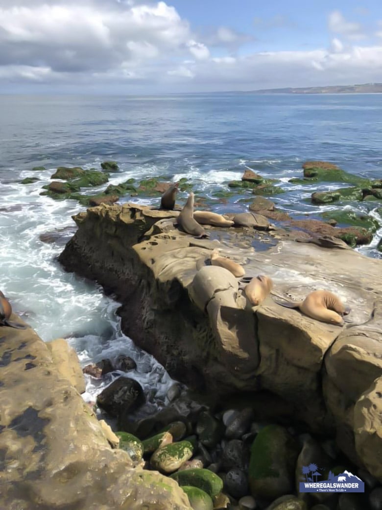 Group of Sea Lions on the rocks at La Jolla Cove, San Diego, California,  USA