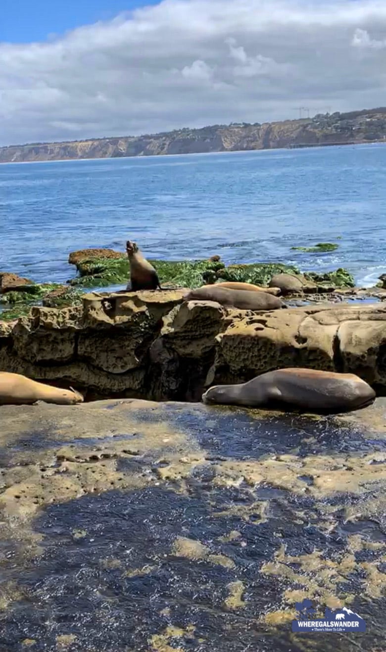 Sea Lions and Seals at La Jolla beach in San Diego, California 2018 