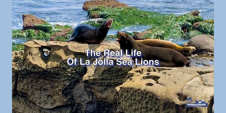 The 5 Best Spots to View Seals and Sea Lions in La Jolla