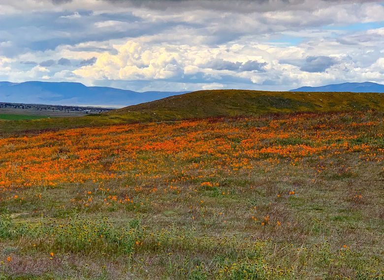 Fields of orange poppies in Antelope Valley California. #WhereGalsWander

