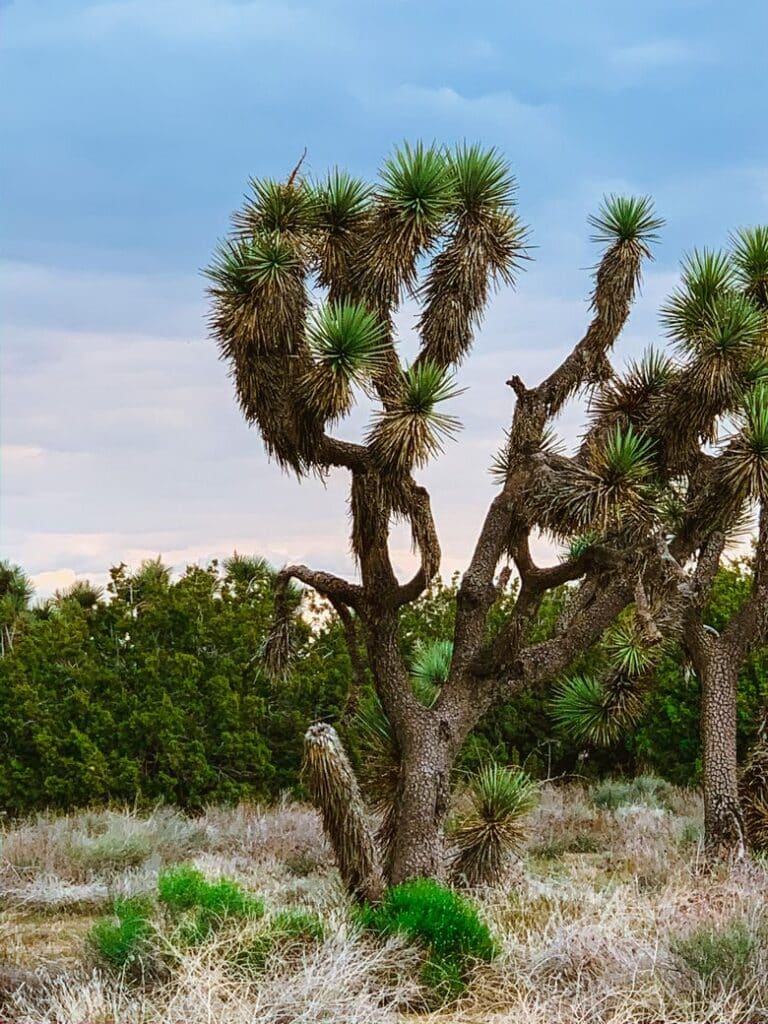 Joshua Trees are another reason why mountains are better than people

