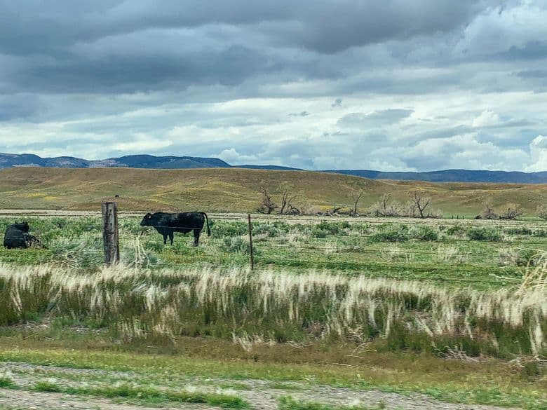 Cows practicing social distancing