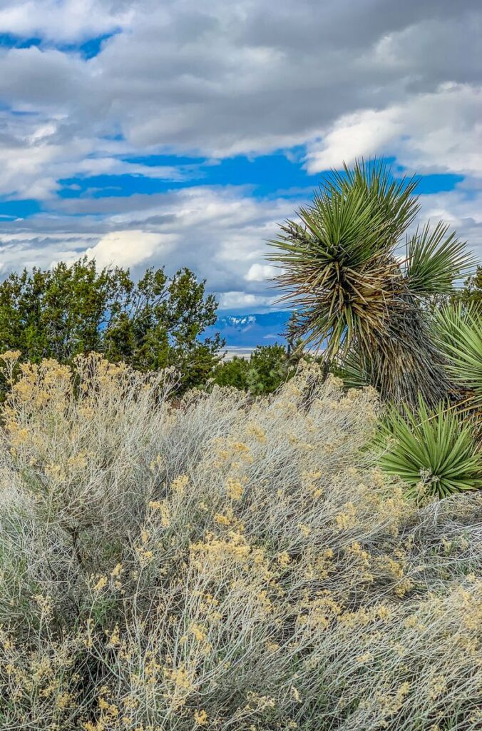 Snow-capped mountains between Joshua trees. Nature's therapy.