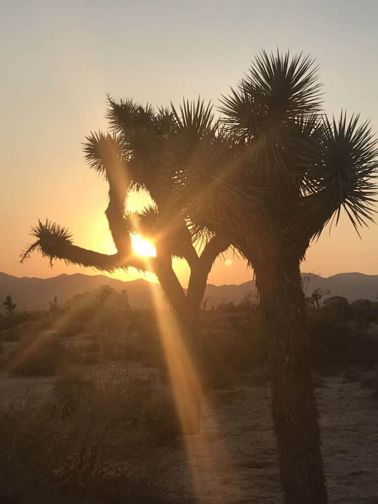 Sunset at Joshua Tree
WhereGalsWander
Top 10 National Parks
