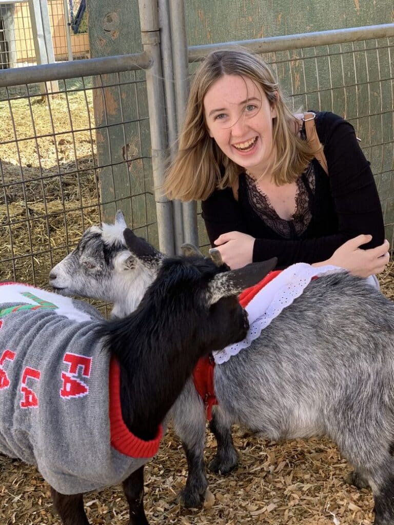 Goats in  Christmas Sweaters