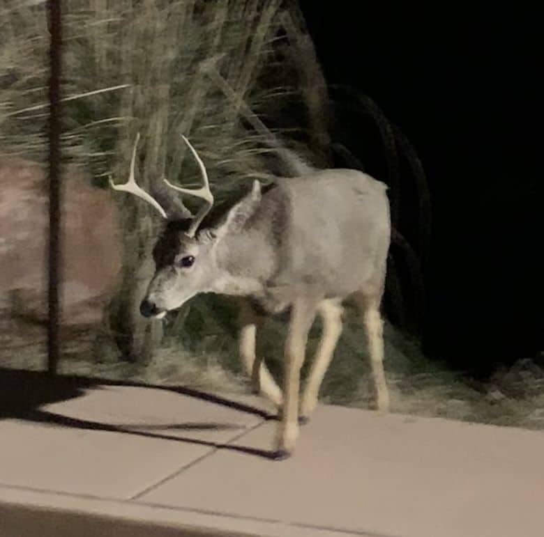 This deer greeted us at the Zion entrance; epic road trip from Los Angels to Zion