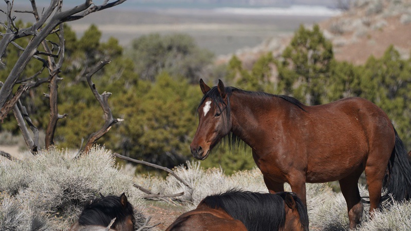A adult wild horse stands guard over younger horses as they rest