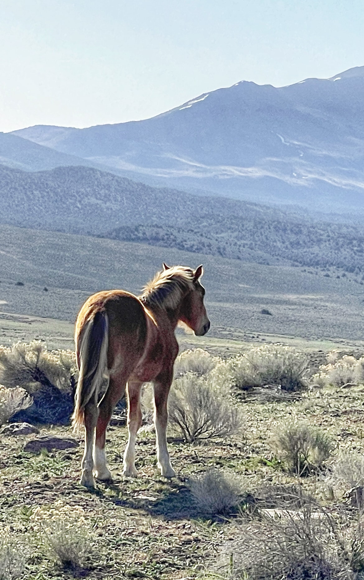 Life Lessons Carson Valley