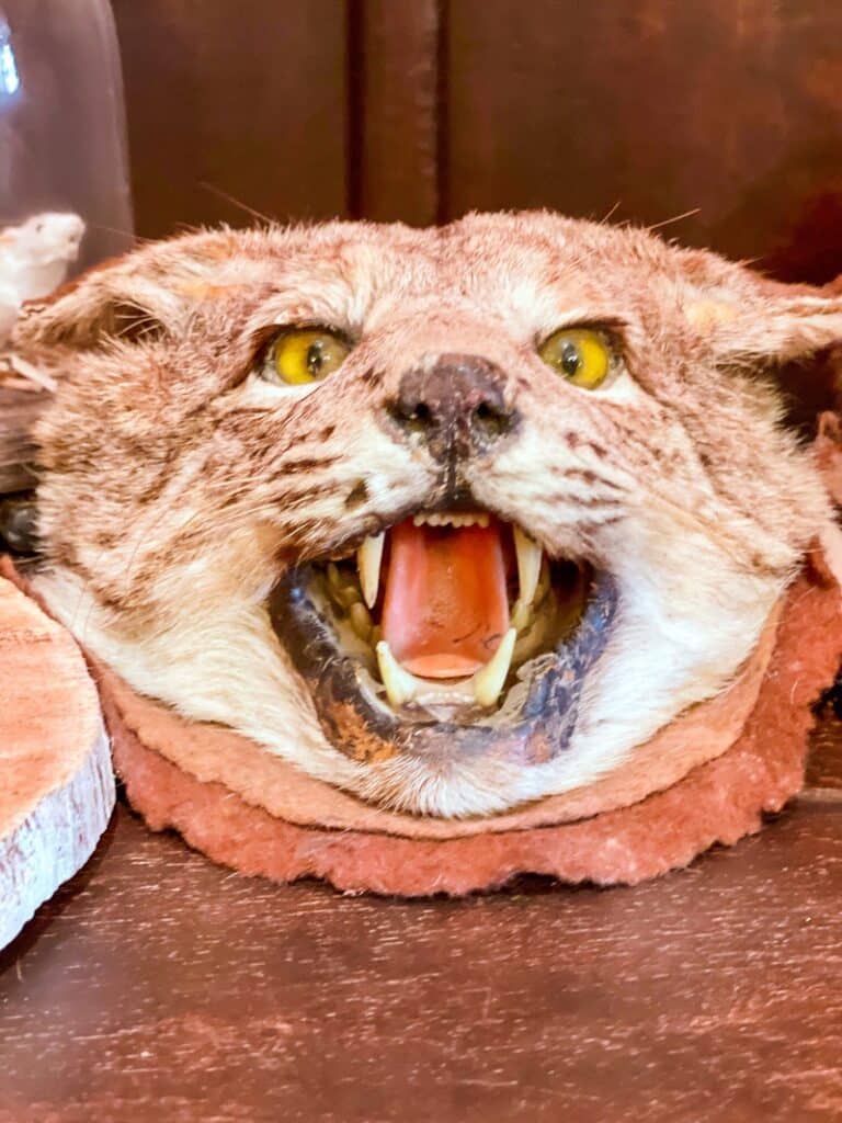 Spooky, Not Scary, Halloween in Los Angeles – WhereGalsWander