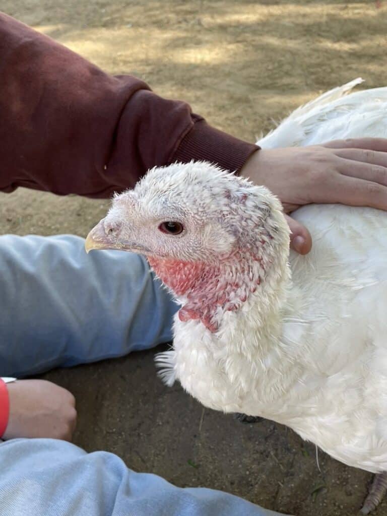 Anya from WhereGalsWander petting a turkey at Gentle Barn