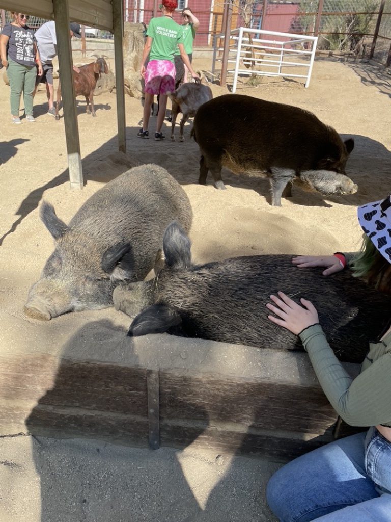 How to pet pigs at The Gentle Barn