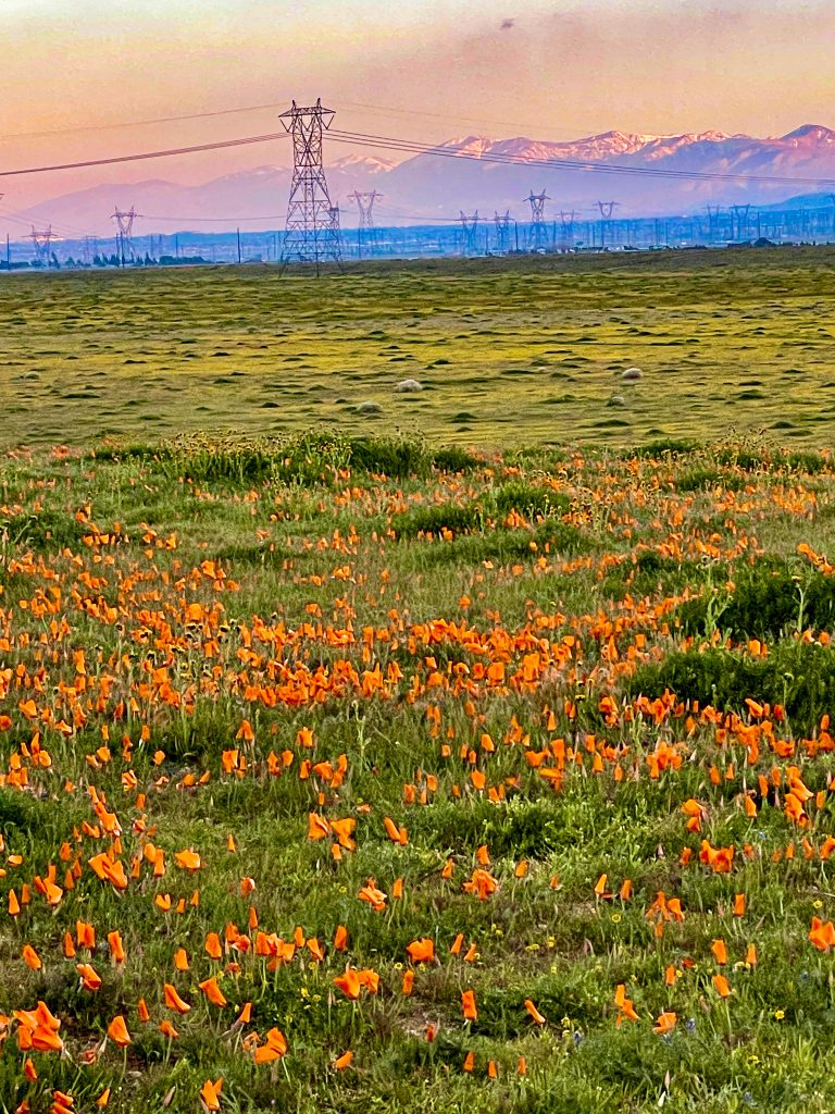 California Poppy Super Blooms