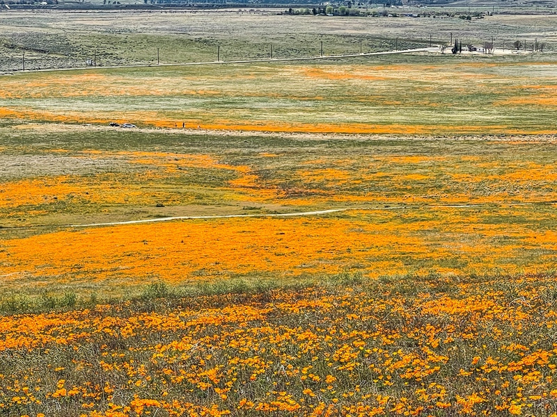 California Poppy Super Blooms