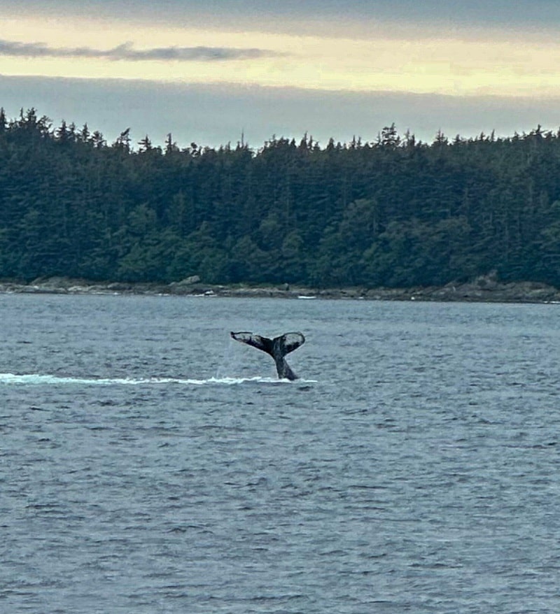 whale watching in Alaska. WhereGalsWander