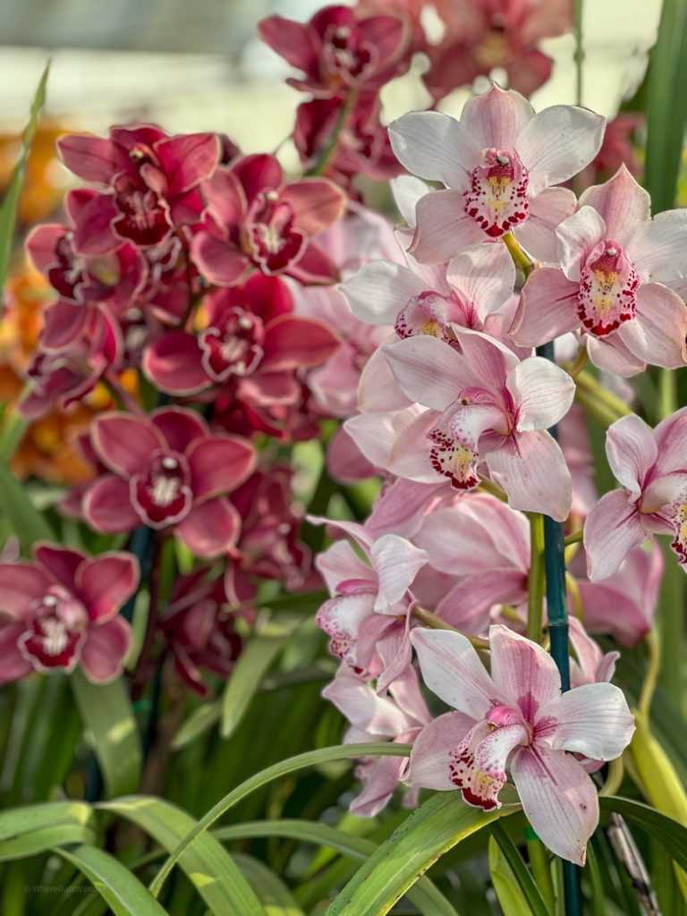 Orchids at Carlsbad