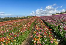 The Flower Fields of Carlsbad, California