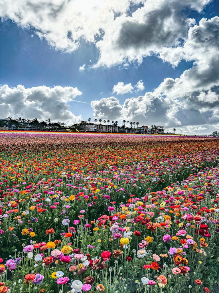 The Flower Fields of Carlsbad, California